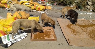 Hayvan Dostu Kadın Köpekleri Besliyor