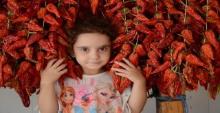 Tescilli Kale Biberi Sofralardan Önce Duvarları Süslüyor