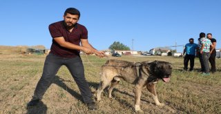 İtalyanlar Kurt Saldırılarından Kangal İle Korunacak