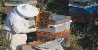 Bayburtlu Arıcıların “Ballı” Mesaisi