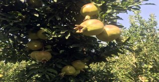 (Özel) Bitlis Ekonomisine İncir Ve Nar Desteği