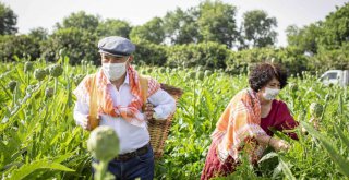 Çiftçiler Günü’nde Başkan Soyer sırtında küfeyle enginar hasadına katıldı