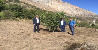 Gümüşhane Ceviz Vadisi Olma Yolunda Hızla İlerliyor