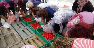 Edirnede Salçalık Domates İzdihamı