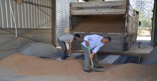 Çiftçiler, Tmonun Buğday Alımından Memnun