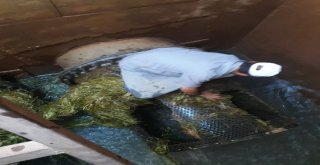 Çiftçiler Sulama Borularını Tıkayan Otları Temizledi