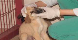 Bitkin Halde Bulunan 20 Yavru Köpek Koruma Altına Alındı