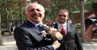 Çorumda Dünya Hayvanları Koruma Günü Etkinlikleri