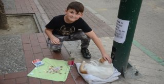 (Özel Haber) Mama İçin Dilenen Kedi Fenomen Oldu