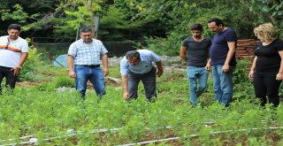 Bartında Şeker Otu Denemesi