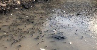 Baraj Önünde Sıkışan Balıklar Havasızlıktan Telef Oluyor