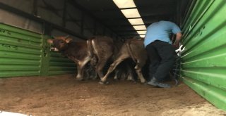 Domaniçte 8 Genç Çiftçiye 5Er Adet Büyükbaş Hayvan