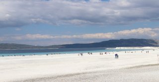 Türkiyenin Yeni Gözdesi Lavanta Ve Salda