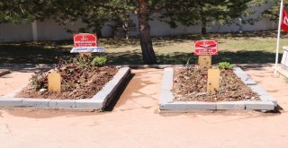 Şehit Bedirhanın Anneannesi: Bedirhanın İntikamını Aldılar Çok Sevindim