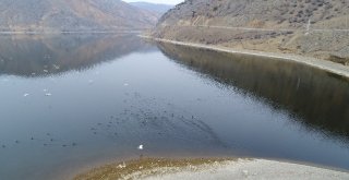 Enerji Üretimi İçin Kurulan Baraj Türkiyenin Yeni Kuş Cenneti Oldu