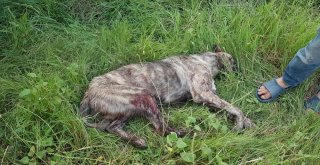 Rahatsız Ediyor Diye Köpeği Tüfekle Vurdu