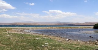 Van Büyükşehir Belediyesi Martı Ölümleri Sonrası Harekete Geçti