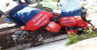 Boruya Sıkışan 4 Kaplumbağayı İtfaiye Kurtardı