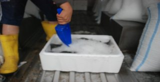 Tokattan Japonyaya Somon İhracatı