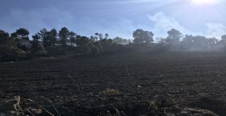 Bursada 70 Dönüm Arpa Ve Buğday Ekili Alan Yandı