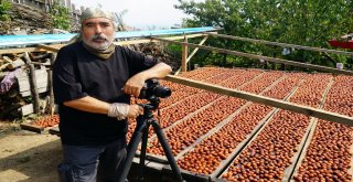 (Özel) Osmanlı Mutfağının Vazgeçilmez Meyvesi Üryani Eriğinin Hasadı Başladı