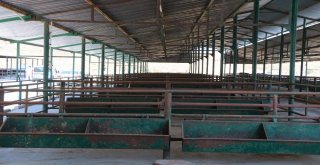 Manisa Hayvan Pazarında Padoklar Boş Kaldı