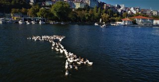 (Özel) Havadan Görüntülenen Haliç, Tabiat Parklarını Aratmadı