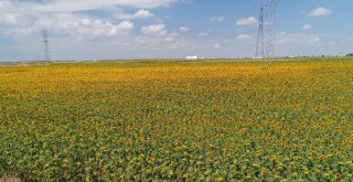 (Özel) Milyonlarca Ayçiçeğinin Havadan Görüntüsü Mest Etti