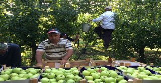 ‘Elmanın Başkenti Eğirdirde 300 Bin Ton Üzeri Rekolte Beklentisi