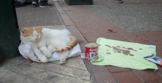 (Özel Haber) Mama İçin Dilenen Kedi Fenomen Oldu