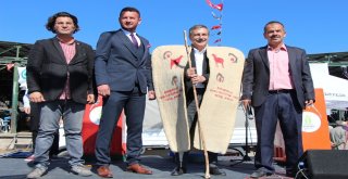 Bu Da Çobanların Festivali