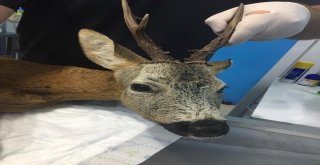 Trabzonda Yaralı Karaca Tedavi Altına Alındı