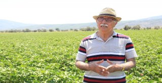 Beyaz Altın Yeniden Rağbet Görmeye Başladı