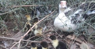 Gaziantepte Yavru Kedi Ve Ördeklerin Kıskandıran Dostluğu