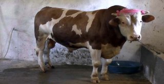 1 Ton 100 Kilo Ağırlığındaki ‘Beşo Alıcısını Bekliyor