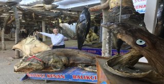 41 Tonluk Balık Müzesi Kışa Hazır