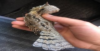 Yaralı Boyun Çeviren Kuş Tedavi Altına Alındı