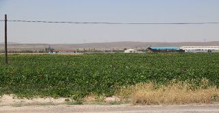 Çukurkuyuda Tarıma Dayalı Hayvancılık Bölgesi Kuruldu