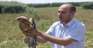 Vanda Tedavileri Tamamlanan 39 Değişik Tür Kuş Yaşam Alanlarına Bırakıldı