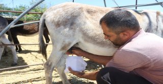 (Özel) Eşek Sütü Hem Şifa Hem De Kazanç Sağladı