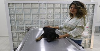 Ölmek Üzere Olan Köpek Vatandaşların Duyarlılığı Sayesinde Kurtarıldı