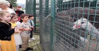 Hayvanları Koruma Gününde, Anaokulu Öğrencilerinden Dikkat Çeken  Etkinlik