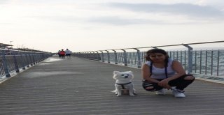 Kafesini Açan Paşa Deniz Otobüsünden Atladı