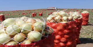 Bu Yaza Damgasını Vuran Soğan Tam Bir Şifa Deposu