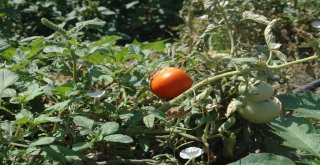 Ankaranın Meşhur Ayaş Domatesinde Üretim Bu Yıl Düştü