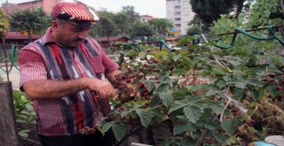 Muhtardan Örnek Bahçe