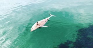 (Özel) Silivride Ölü Yunus Balığı Kıyıya Vurdu