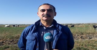 Afyonkarahisarda Avrupa Standartlarında Süt Üretiliyor