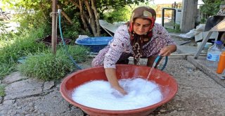 Anneleri Doğumda Ölen İkiz Kuzulara ‘Özel Anne Şefkati