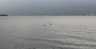 (Özel) Sevimli Yunuslar İstanbul Boğazında Görsel Şölen Sundu